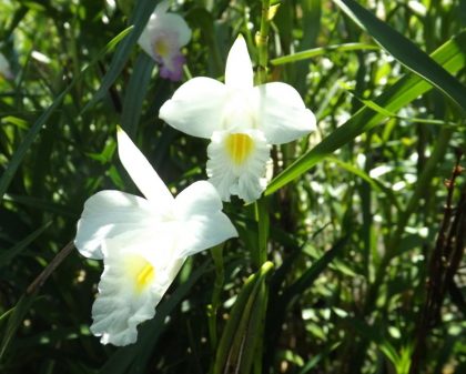 Orquídea bambu branca