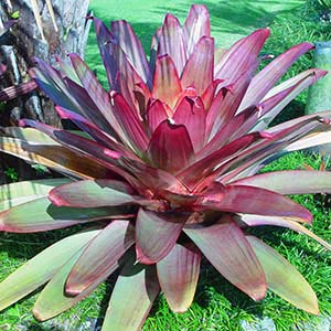 Bromelia imperial